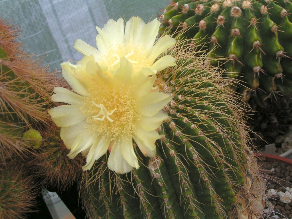 Eriocactus claviceps